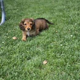 Dachshund Puppies from Loyal Lil Dachshunds