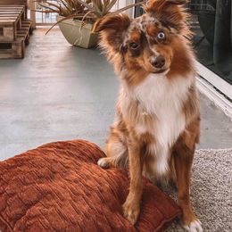 Miniature Australian Shepherds and Toy Australian Shepherds from Gamel’s Aussome Aussies