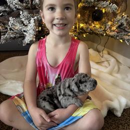 Aspen - Merle female Great Dane puppy in Littleton, Colorado from Denver Danes