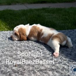 Spotlight - Red and white female Basset Hound puppy in Sidney, Nebraska from Royal Baez Basset