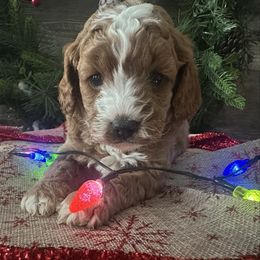 Claus - Red male Cavapoo puppy in Camden, Michigan from FurEver Friends Finder