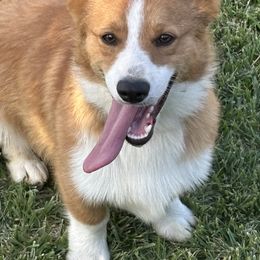 Mack - Red male Pembroke Welsh Corgi puppy in Great Bend, Kansas from Mak-N-Hay Farms