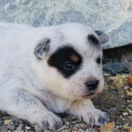 Mila - Blue female Australian Cattle Dog puppy in Redding, California from Lone Pine Kennel