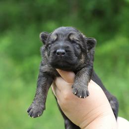 Sable boy - Sable male German Shepherd puppy in Lucasville, Ohio from Trusting Hearts Kennel