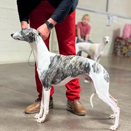 Thomas - Whippet
