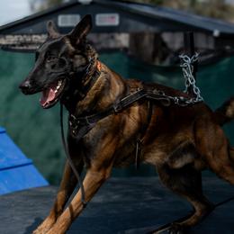 Jigsaw - Belgian Malinois