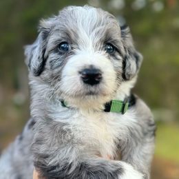 Ice Man (green) - Aussiedoodle puppy from Doodle Duo