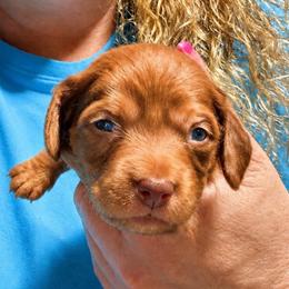 Girl 1 - Dapple female Dachshund puppy in Pierson, Florida from Michelle’s Mini Dachshunds