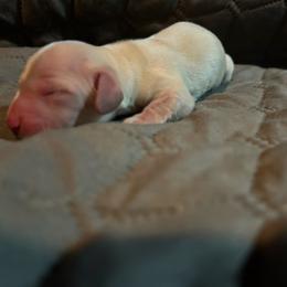 Holly - Cream female Dachshund puppy in Deeth, Nevada from Hobby Horse Homestead Mini Doxies