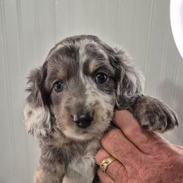 Bentley - Gray (blue) and cream male Dachshund puppy in Randolph, Texas from Spindle's Little Treasures