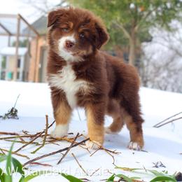 Dasher - Red tri-color female Australian Shepherd puppy in Azle, Texas from AW Standard Aussies