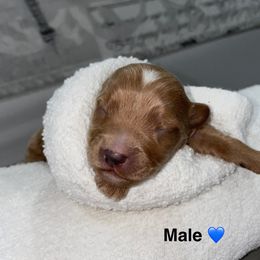 Peso - Liver male Yorkshire Terrier puppy in Lynwood, Illinois from SaintNicksWay