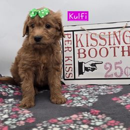 Kulfi - Red  female Goldendoodle puppy in Neillsville, Wisconsin from Granton Creek