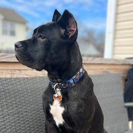 Cane Corso from Cane Corso Empire of Guardians