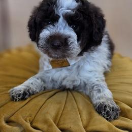 Reese - Parti male Goldendoodle puppy in Decatur, Tennessee from Diamond's Doodles
