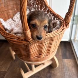 Cinnamon - Red female Dachshund puppy in Pontotoc, Mississippi from Toddy Kennels
