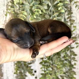 Ryan - Red male Dachshund puppy in California from Ranch Hand Weenies