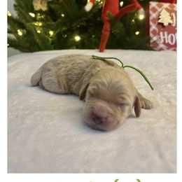 Boy 1 green - Red  male Goldendoodle puppy in Lewisville, Texas from Zink Doodles