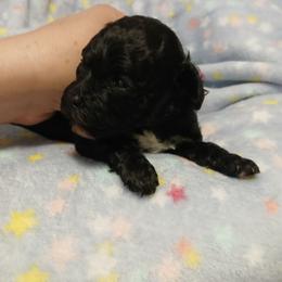 Fiona - Black female Havapoo puppy in Blanch, North Carolina from Faithful Hearts Kennel
