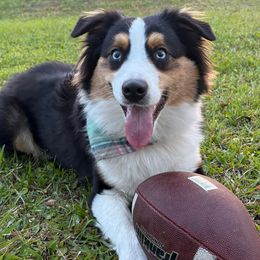 Casey - Australian Shepherd