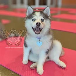 Monarch Lilac - Black and white female Pomsky puppy in Greeley, Colorado from Monarch Pomskies | Northern Colorado