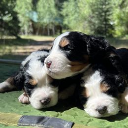 Bernedoodle puppies from Hampton Bernese Mountain Dogs