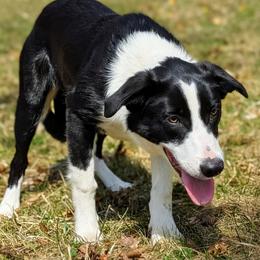 Boy 4 - male Border Collie puppy in Strafford, Vermont from Thundering Paws Farm Working Collies