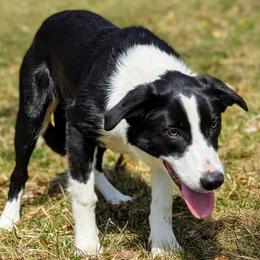 Boy 4 - male Border Collie puppy in Strafford, Vermont from Thundering Paws Farm Working Collies