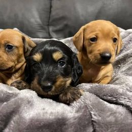 Dachshund Puppies from MNE Miniature Dachshunds