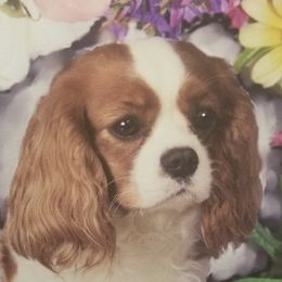 Lena - Cavalier King Charles Spaniel