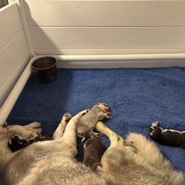Girl 1 - Black and white female Siberian Husky puppy in Springfield, Virginia from Brushfire Siberians