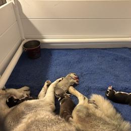 Girl 1 - Black and white female Siberian Husky puppy in Springfield, Virginia from Brushfire Siberians