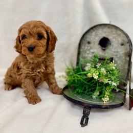 Boris - Red male Cockapoo puppy in Preston, Idaho from Shaffer Top Notch Puppies
