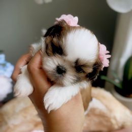 Audrey - Sable and white female Shih Tzu puppy in Frederick, Maryland from Shih Tzu Puppy in Maryland