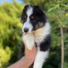 Dodge - Black white and tan male Shetland Sheepdog puppy in Emmett, Idaho from MacGregor Shelties