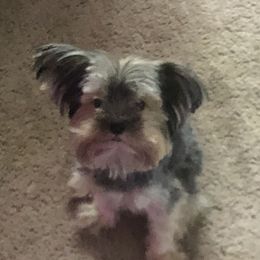 Bella - Yorkshire Terrier