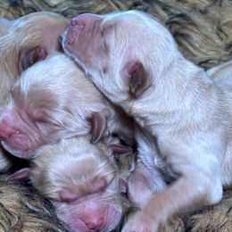 Bingo - Golden female Golden Retriever puppy in Sevierville, Tennessee from Renko Kennel