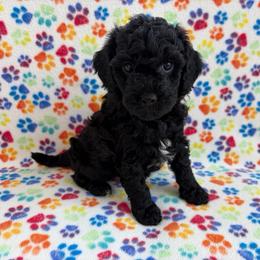Cumin - male Cavapoochon puppy in North Lawrence, Ohio from Liberty Pups