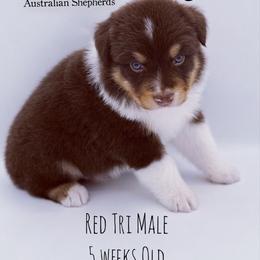 Blaze - Red tri-color male Australian Shepherd puppy in Greeneville, Tennessee from Storm Shine Australian Shepherds