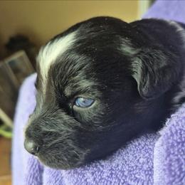 Ian - Black tri-color male Australian Shepherd puppy in Harrodsburg, Kentucky from Triple M Aussies