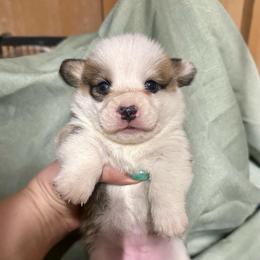 Sable girl - Sable female Pembroke Welsh Corgi puppy in Clinton, Tennessee from High Hopes Farm