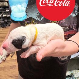 Coca Cola - White and black male Dalmatian puppy in Des Moines, Iowa from Spot Splattered Dalmatians