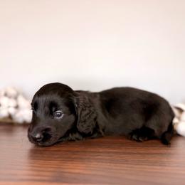 Solid Black Boy - Black male Dachshund puppy in Beaver, Pennsylvania from Meaden’s Mini Dachshunds