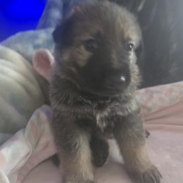 German Shepherd Puppies from Pheonix Farm