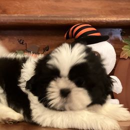 Shih Tzu Puppies from Little Lions West