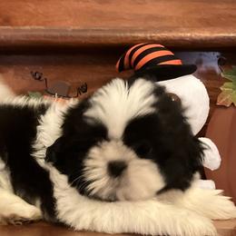 Shih Tzu Puppies from Little Lions West