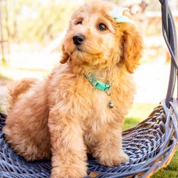 Aussiedoodle and Goldendoodle Puppies from Ever After Doodles Arizona