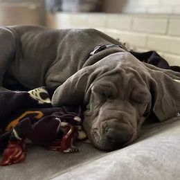 Great Danes from Barlow Rock Danes