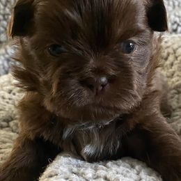 Shih Tzus from Amber's Shih Tzus
