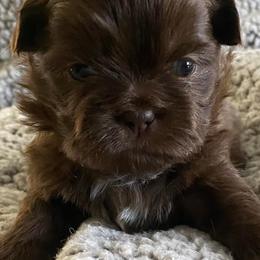 Shih Tzus from Amber's Shih Tzus